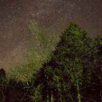 Stars Above the Trees in Ozark National Scenic Riverways, Missouri