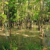 Swamp at Route 66 State Park