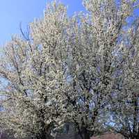 Flowering tree in St. Louis, Missouri