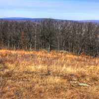 Trees on the Horizon