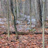Deer in the winter forest at Weldon Springs State Natural Area, Missouri