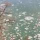 Ice on the river at Weldon Springs, Natural Area, Missouri