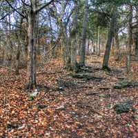 Steps in the forest at Weldon Springs State Natural Area, Missouri