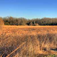 Fields with Tree at Weldon Springs State Natural Area, Missouri