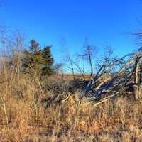 Trees in winter at Weldon Springs State Natural Area, Missouri