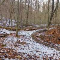 Winter forest at Weldon Springs Natural Area, Missouri