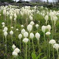 Beargrass blooming in Glacier National Park, Montana
