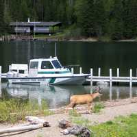 Boat at the dock at Goat Haunt, Glacier National Park, Montana