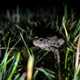 Boreal Toad hiding at night