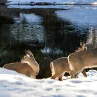 Deer at McDonald Creek