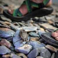 Giant Water Bug on rocks