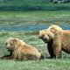 Grizzly Bears in Glacier National Park, Montana