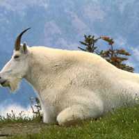 Mountain Goat - Oreamnos americanus - Symbol of Glacier National Park, Montana