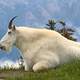 Mountain Goat - Oreamnos americanus - Symbol of Glacier National Park, Montana