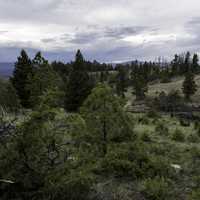 Forest Landscape with pine trees and trail in Helena, Montana