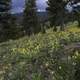 Mountainside with flowers on Mount Helena, Montana