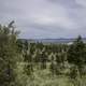 Pine trees and landscape in Helena