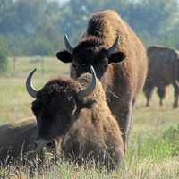 Bison on the Bison range in Montana