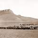 Cattle roundup near Great Falls in Montana in 1890s