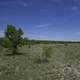 Landscape with grassland and tree in Montana