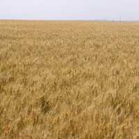 Wheat Farms and Fields