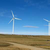 Windmills and Cattle in the Landscape