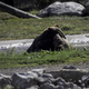 Bears playing in the pool