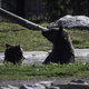 Brown Bears in Water Pool