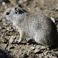 Ground Squirrels in animal shelter