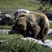 Large Brown Bear Messing with a log