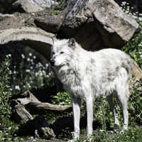 Standing White Wolf