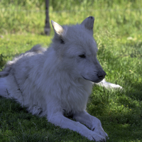 White Wolf sitting in the shade