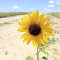 A big Sunflower at Panorama Point, Nebraska