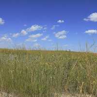 Closer view of the grass at Panorama Point, Nebraska