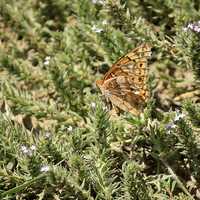 Butterfly at Panorama Point, Nebraska