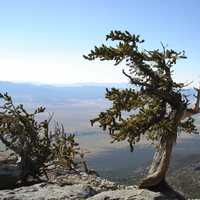 Old Pine Tree at Great Basin National Park, Nevada