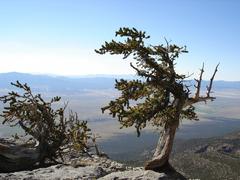 Old Pine Tree at Great Basin National Park, Nevada