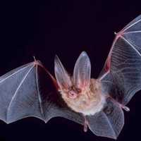 Townsend's big-eared bat - Corynorhinus townsendii at Great Basin National Park