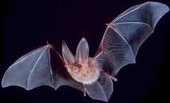 Townsend's big-eared bat - Corynorhinus townsendii at Great Basin National Park