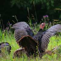 Wild Turkeys in New Hampshire