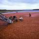 Cranberry harvest in New Jersey