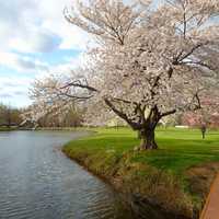 Flowers on trees by the lake in New Jersey