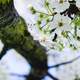 White Flowers on tree in Trenton, New Jersey