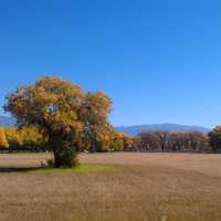 Trees on a Farm in Albuquerque, New Mexico