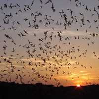 Mexican free-tailed bats coming out of Entrance at Carlsbad Caverns National Park, New Mexico