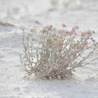 Grass in White Sands, New Mexico