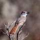 Bird on branch in Santa Fe, New Mexico