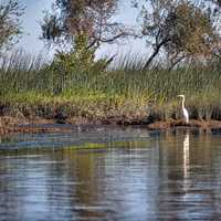 Liberty Island landscape with Heron