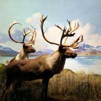 Moose in mountain landscape with lake