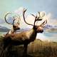 Moose in mountain landscape with lake